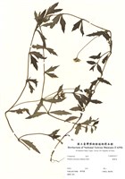 藏品(蟛蜞菊)的圖片